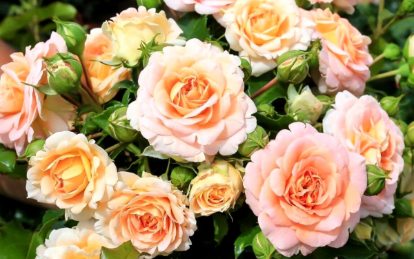 Роза Концерто