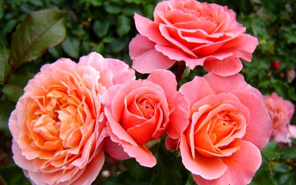 Роза Мари Кюри