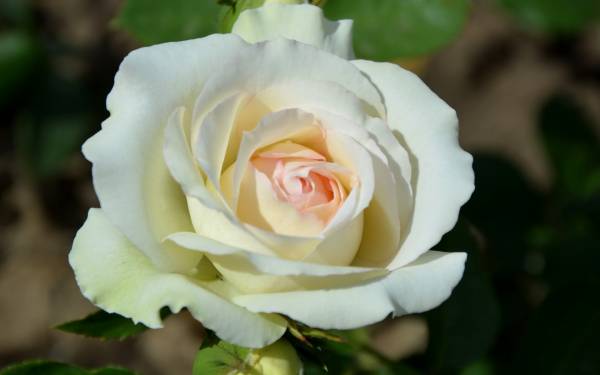 Роза Пале-Рояль