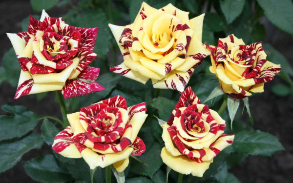 Роза Сим Салабим