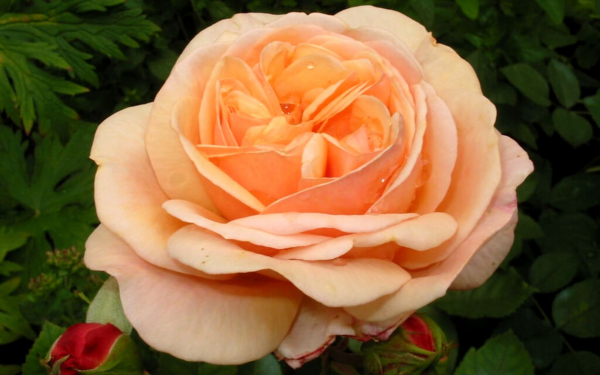 Роза Чарльз Остин