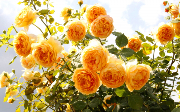 Роза английская Голден Селебрейшн