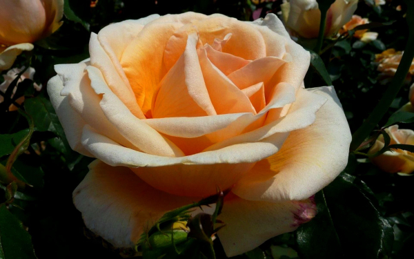 Роза Валенсия