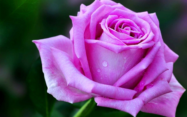 Роза чайно-гибридная Аква