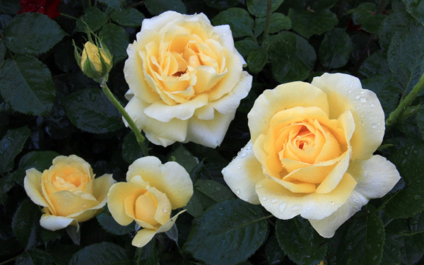 Роза чайно-гибридная Халле