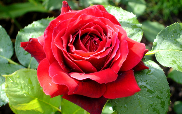 Роза чайно-гибридная красная