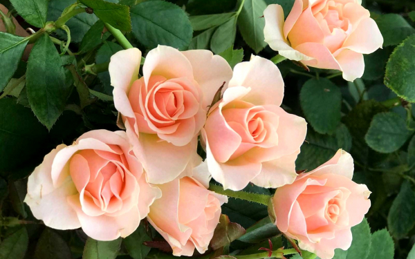 Розовые розы