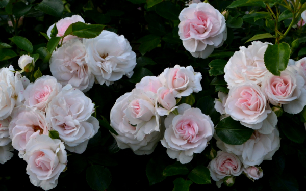 Розы Аспирин