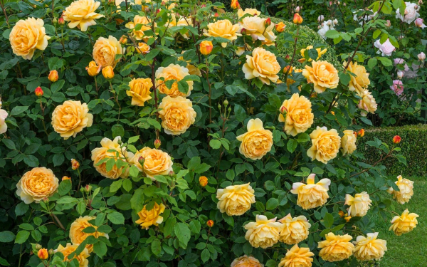 Розы Голден Селебрейшн