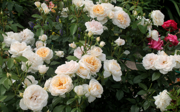 Розы в саду