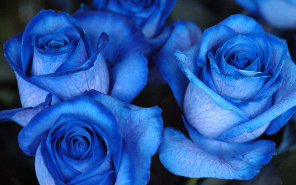 Синие розы  - это символ таинственности