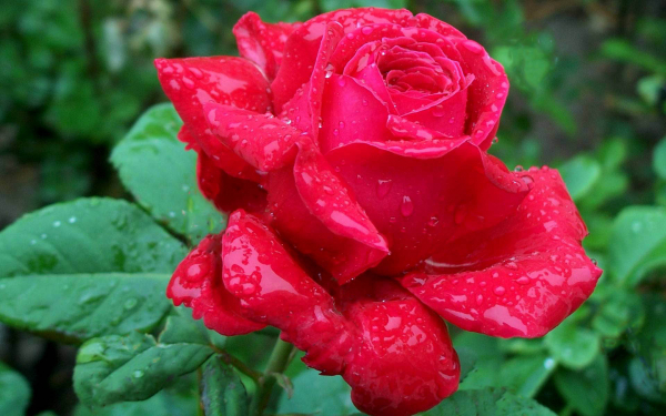 Роза под дождем