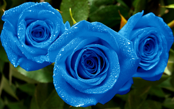 Синие бутоны роз