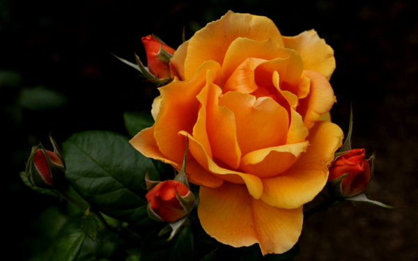 Бутоны оранжевой розы