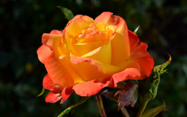 Красно-желтая роза