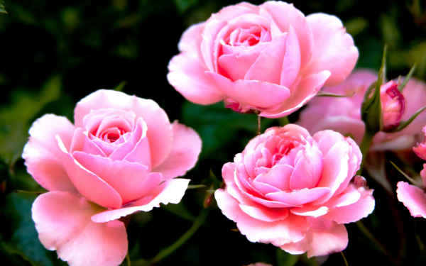 Розовые бутоны роз