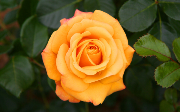 Роза цветок картинка