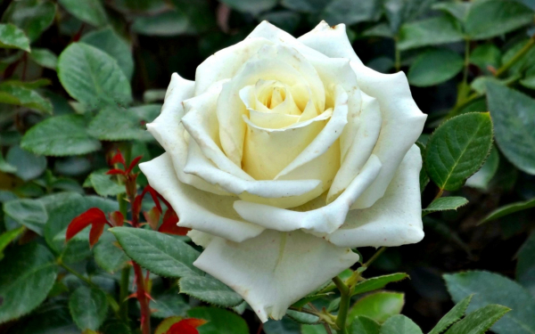 Картинка с белой розой
