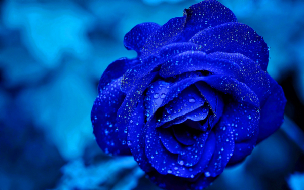 Синяя роза