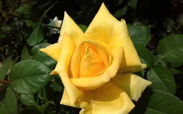 Бутон желтой розы