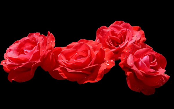 Бутоны красных роз на черном фоне