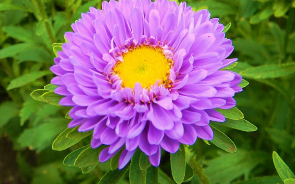 Цветок астра лиловый