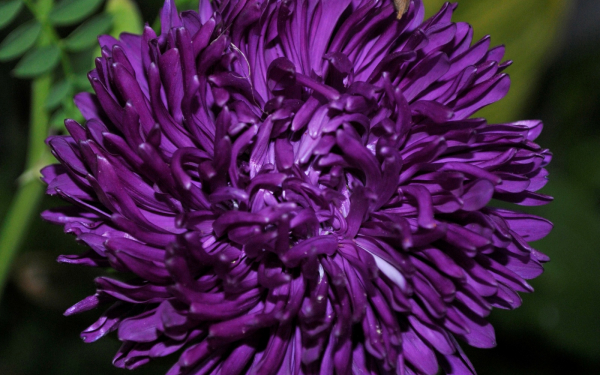 Цветок астра фиолетовый