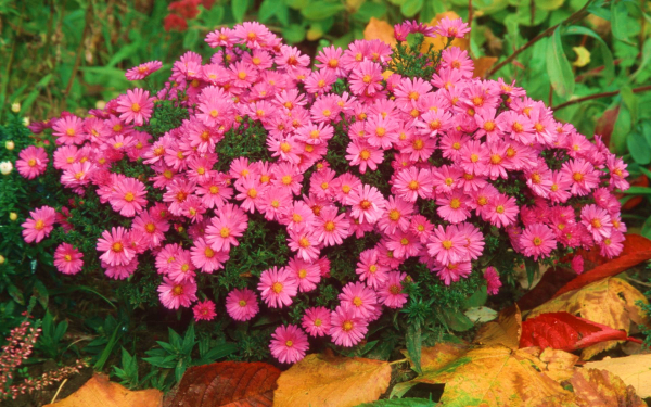 Астры сентябринки