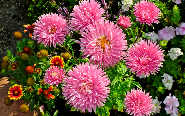 Астры розовые