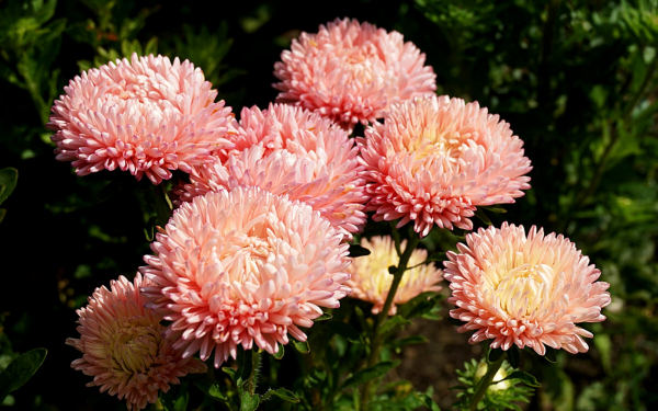 Астры цветы осени