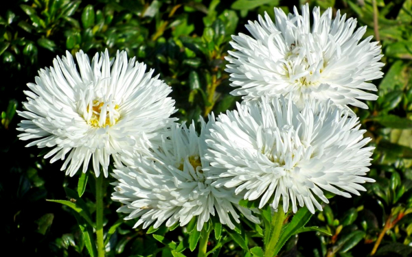 Белые астры