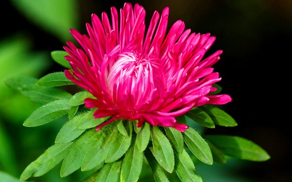 Красный цветок астра