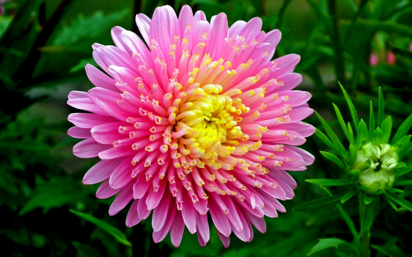 Осенняя звезда астра