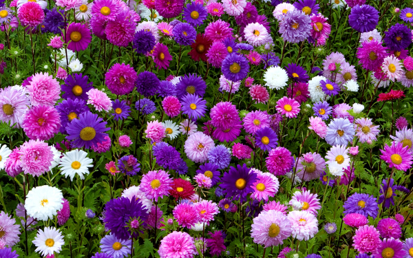 Разноцветные астры