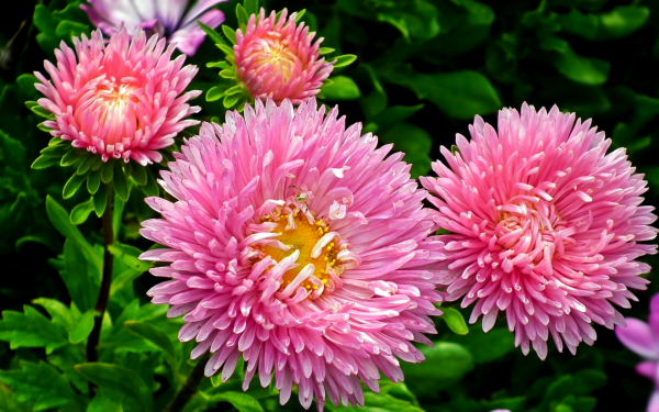 Розовые астры