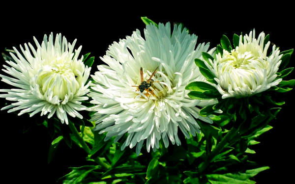 Три белые астры