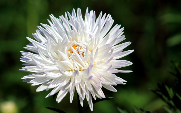 Цветок астра белый