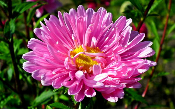 Цветок астра розовый