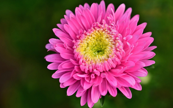 Цветок астра