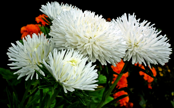 Цветы астры белые