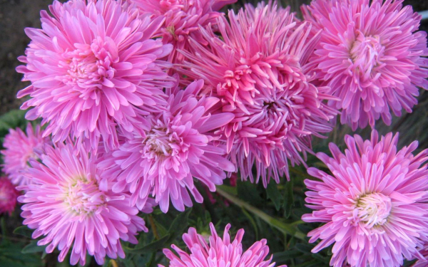 Цветы астры лиловые