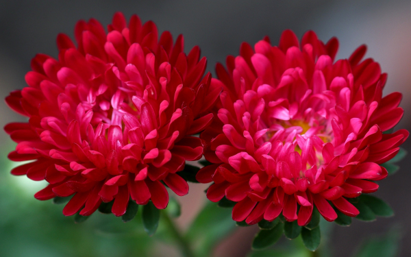 Цветы астры красные