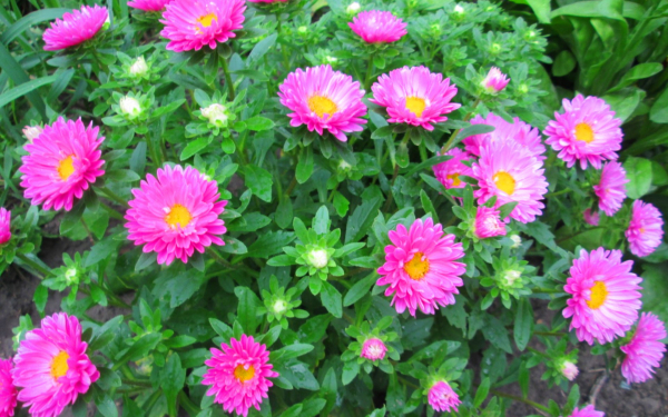 Астры низкорослые бордюрные