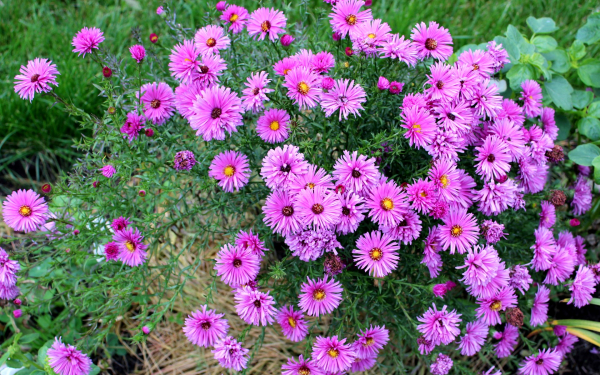 Астры турецкие