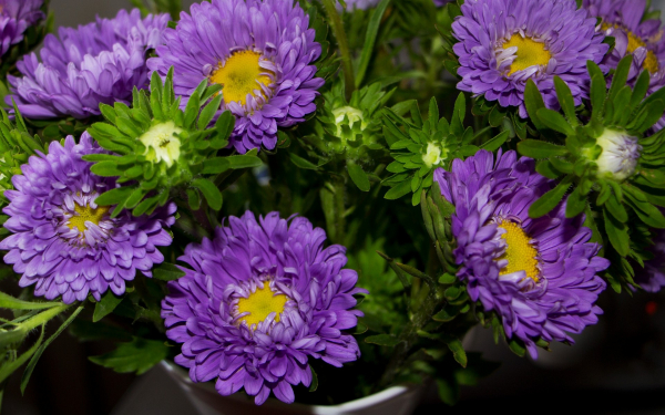 Астры фиолетовые