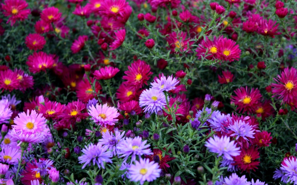 Цветы астры узколистные разноцветные