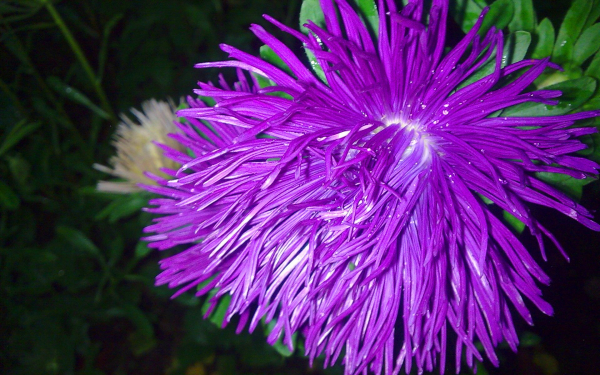 Астра игольчатая пурпурная