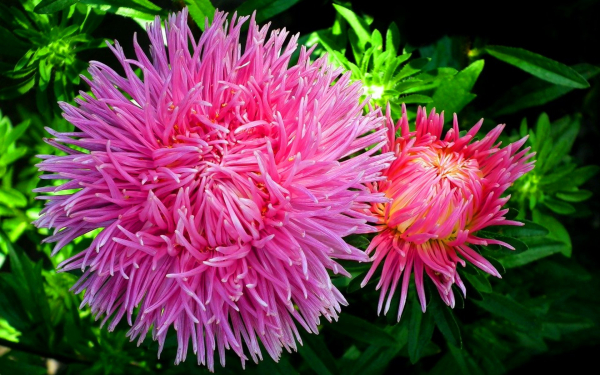 Астра коготковая Люкс