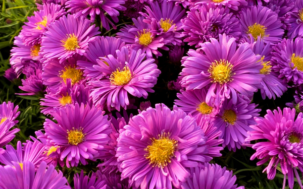 Астра кустарниковая блаубокс