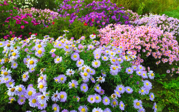 Астры кустарниковые многолетние